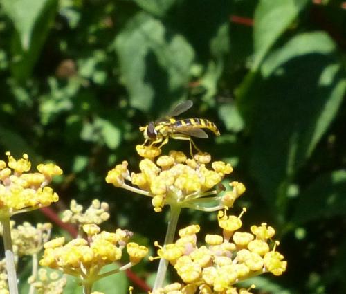 Sphaerophoria sp.